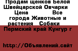 Продам щенков Белой Швейцарской Овчарки  › Цена ­ 20 000 - Все города Животные и растения » Собаки   . Пермский край,Кунгур г.